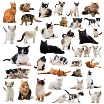 all types of house cats