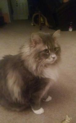 Pure bred Siberian forest cat 18lb mucsle can break bat on his chest!