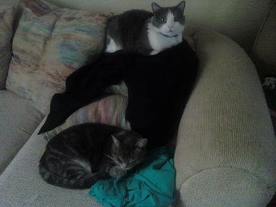 the cat on the top of the couch is mr dude while the silver tabby at the bottom is tommy.
